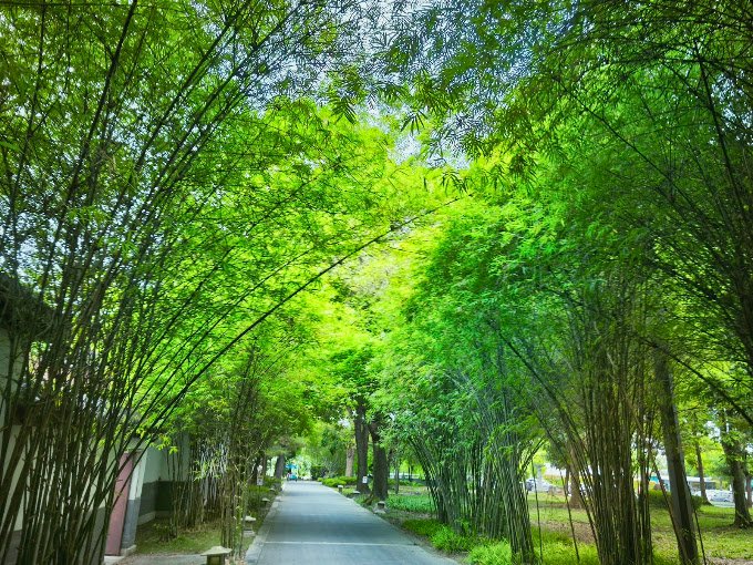 Bamboo-lined walkway within Nirvana Shah Alam