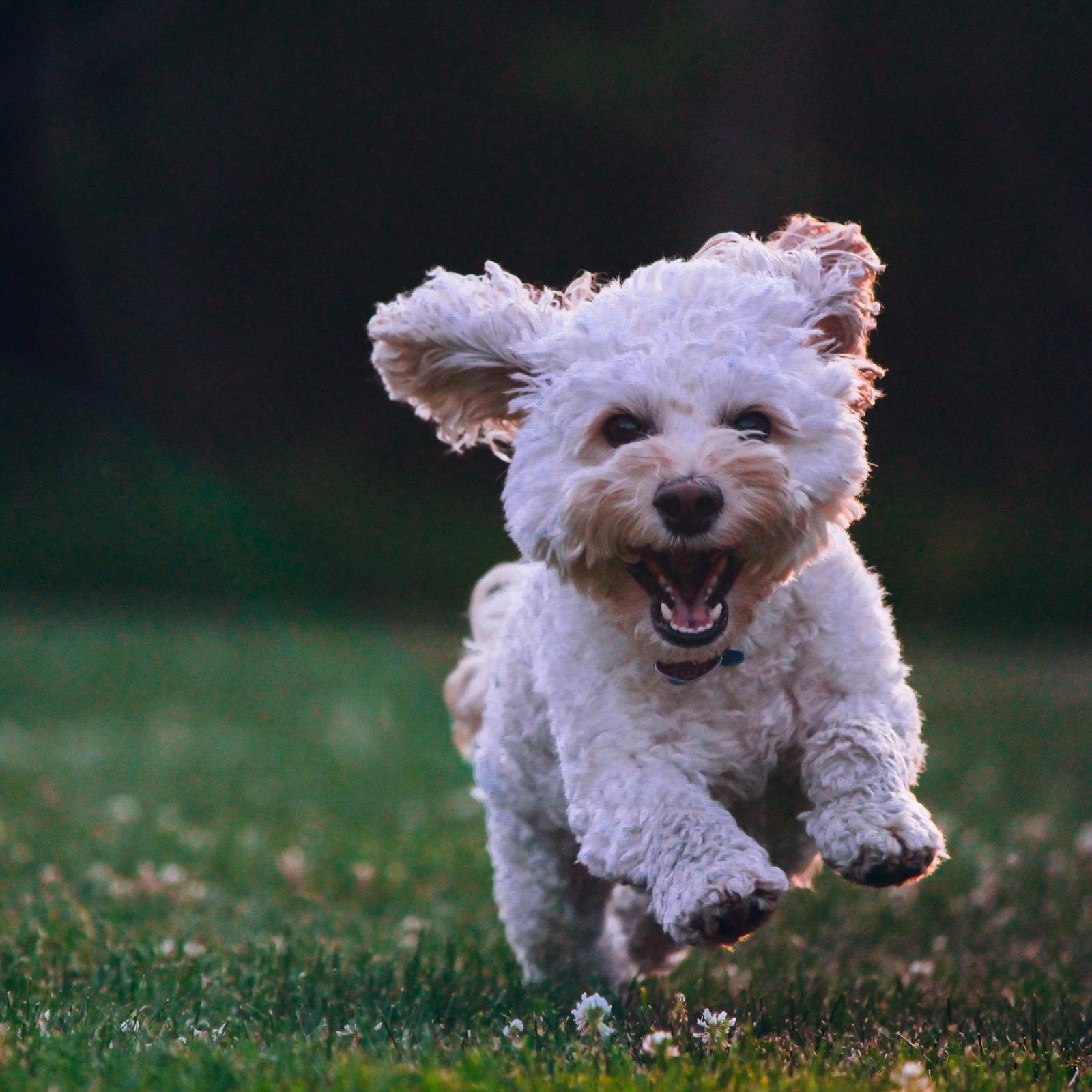A joyful white dog running through a garden