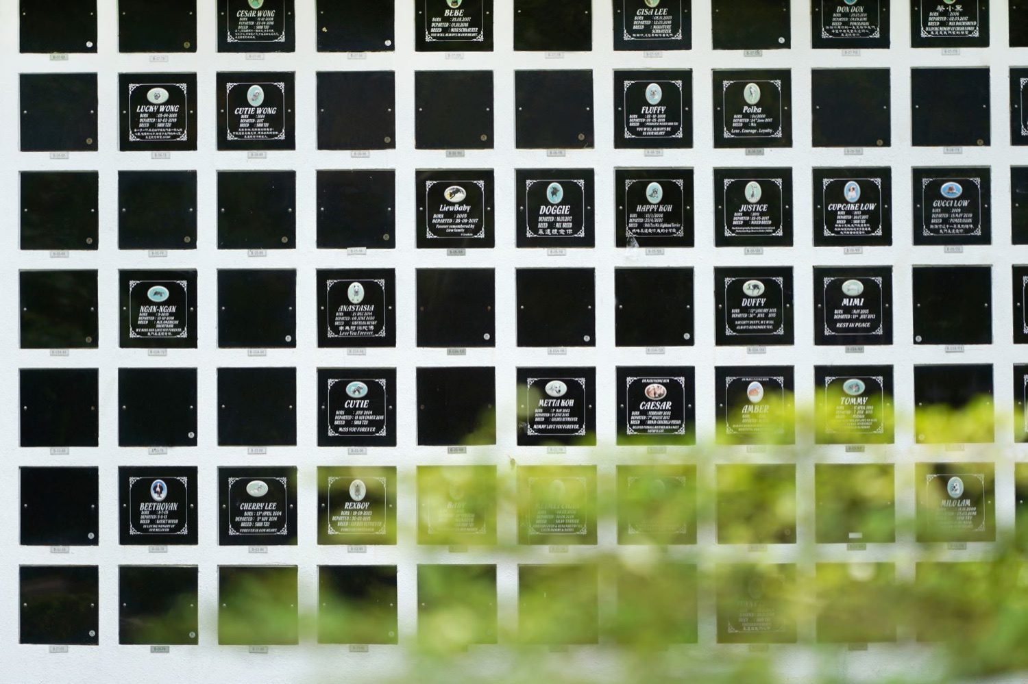 Pet columbarium wall with personalised memorial plaques